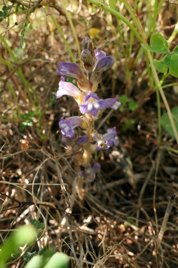 Dwarf Sorrel Broomrape (Phelipanche nana) Akrotiri Peninsula, Crete, Greece. Mar 27, 2023 Geotagged,Greece,Phelipanche nana,Spring