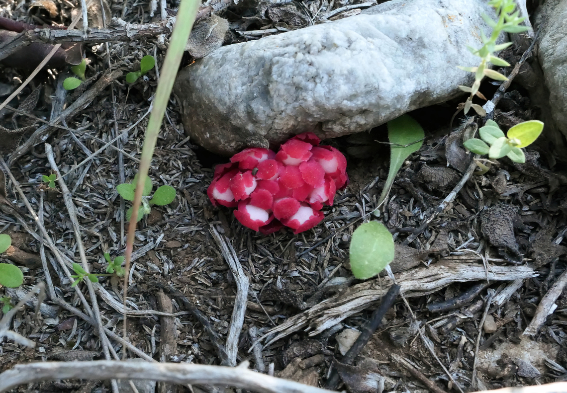Red Rockrose-Parasite (Cytinus ruber) Akrotiri Peninsula, Crete, Greece. Mar 27, 2023 Cytinus ruber,Geotagged,Greece,Spring
