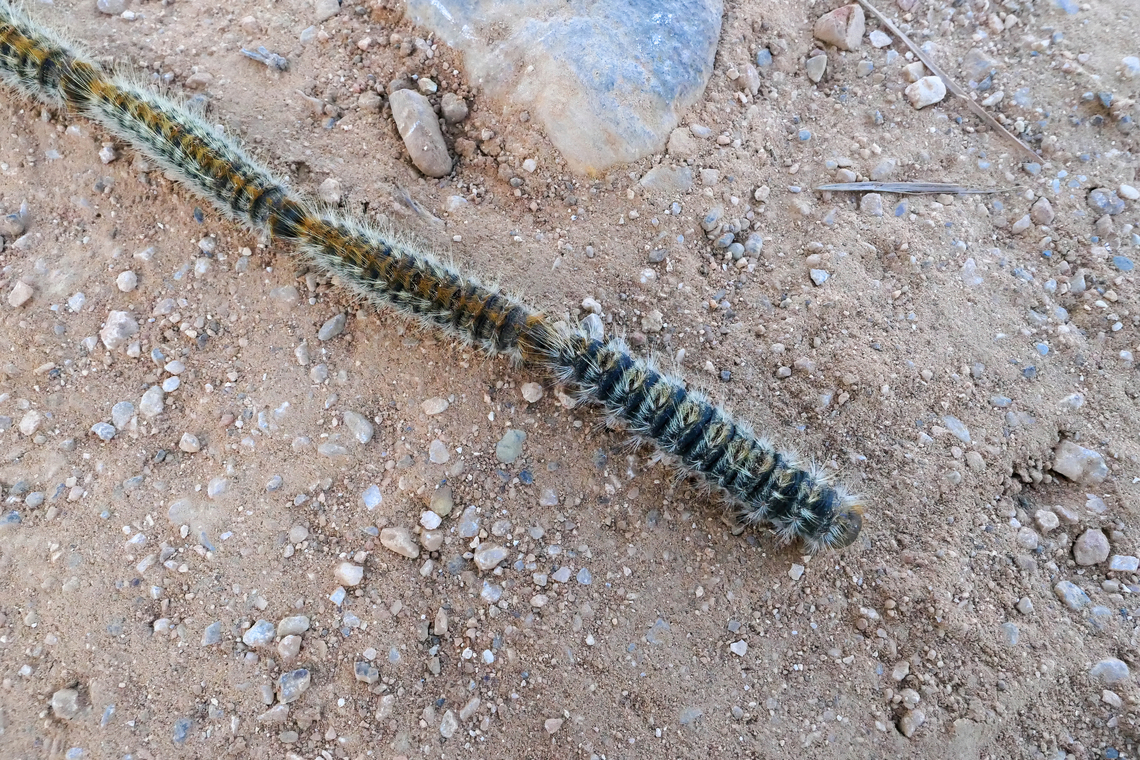 Cretan Processionary Moth (Thaumetopoea cretensis) Akrotiri Peninsula, Crete, Greece. Mar 27, 2023 Cretan Processionary Moth,Geotagged,Greece,Spring,Thaumetopoea cretensis