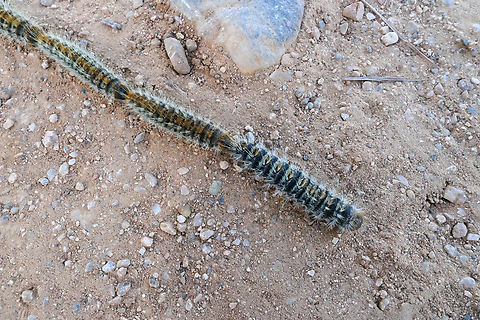 Cretan Processionary Moth (Thaumetopoea cretensis) Akrotiri Peninsula, Crete, Greece. Mar 27, 2023 Cretan Processionary Moth,Geotagged,Greece,Spring,Thaumetopoea cretensis