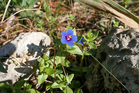 Foemina Pimpernel (Lysimachia foemina) Akrotiri Peninsula, Crete, Greece. Mar 27, 2023 Geotagged,Greece,Lysimachia foemina,Poor Man's Weatherglass,Spring