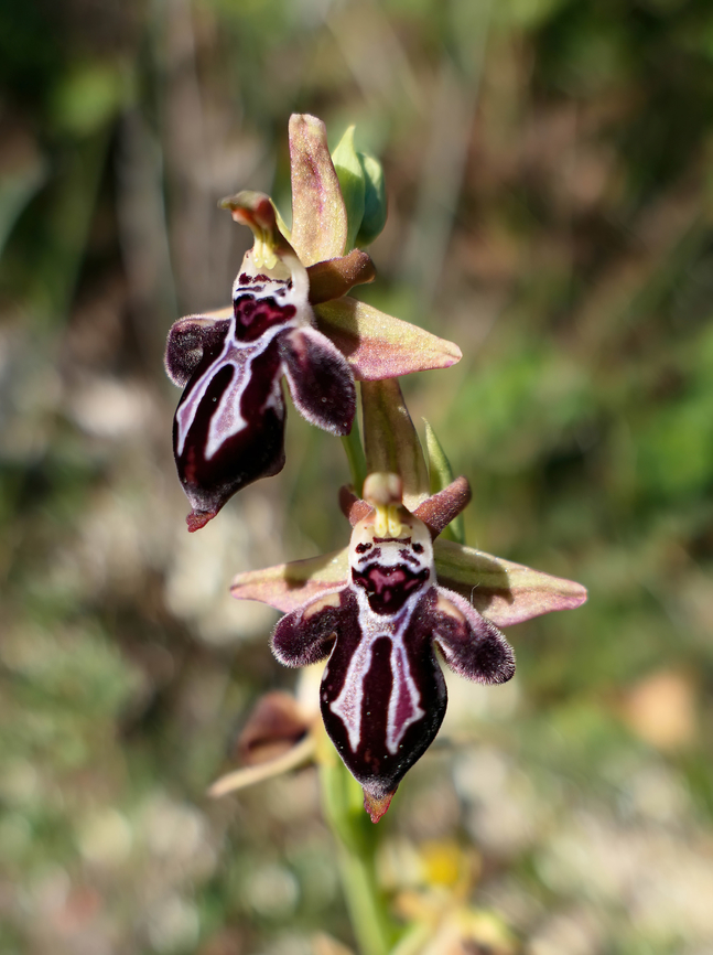 Ophrys ariadnae (Orchidaceae) Akrotiri Peninsula, Crete, Greece. Mar 27, 2023 Geotagged,Greece,Ophrys ariadnae,Spring