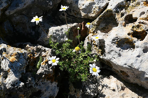 Chios Chamomile (Anthemis chia) Aptera Archaeological site, Crete. Mar 27, 2023 Anthemis chia,Geotagged,Greece,Spring