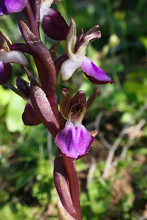 Anacamptis collina (Orchidaceae) Aptera Archaeological site, Crete. Mar 27, 2023 Anacamptis collina,Ancamptis collina,Geotagged,Greece,Spring