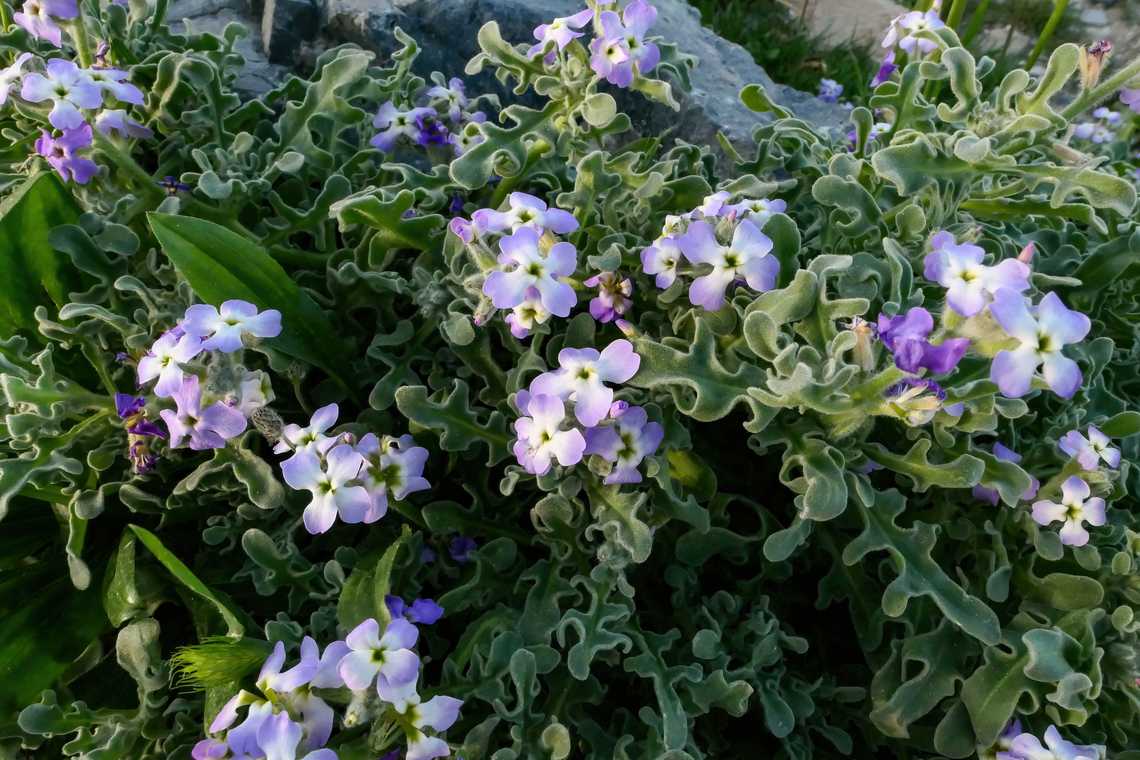 Three-horned stock (Matthiola tricuspidata) Rethymno, Crete. Mar 27, 2023 Geotagged,Greece,Matthiola tricuspidata,Spring,Three-horned stock