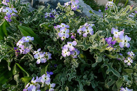 Three-horned stock (Matthiola tricuspidata) Rethymno, Crete. Mar 27, 2023 Geotagged,Greece,Matthiola tricuspidata,Spring,Three-horned stock