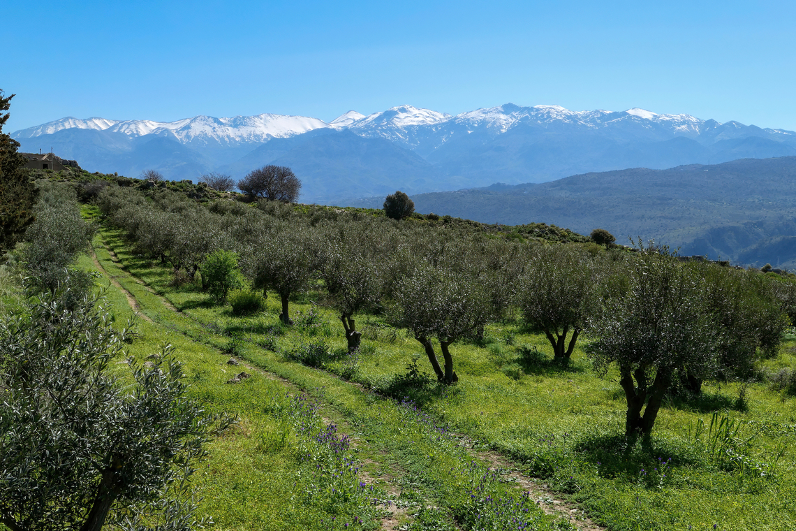 A quiet olive grove on the hillside Aptera Archaeological site, Crete. Mar 27, 2023 Geotagged,Greece,Olea europaea,Olive Tree,Spring