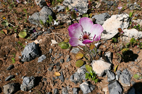 Persian buttercup (Ranunculus asiaticus) Akrotiri Peninsula, Crete. Mar 27, 2023 Geotagged,Greece,Persian buttercup,Ranunculus asiaticus,Spring
