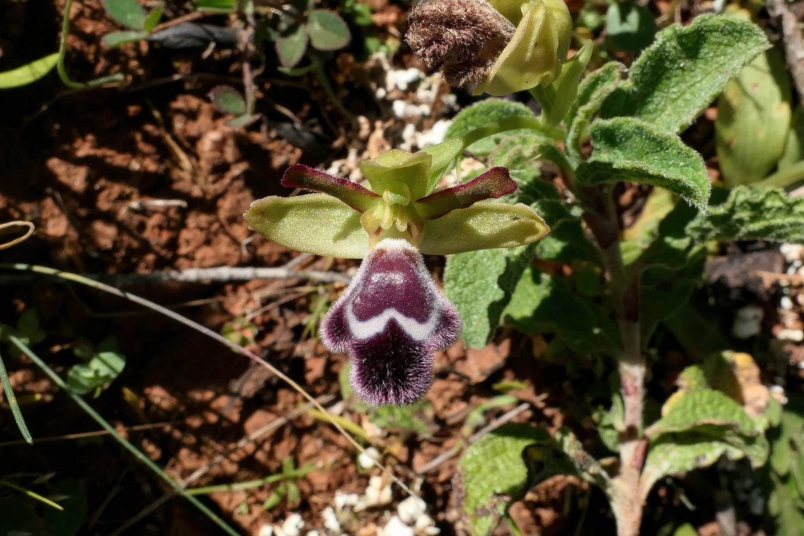 Ophrys fleischmannii (Orchidaceae) Akrotiri Peninsula, Crete. Mar 27, 2023 Geotagged,Greece,Ophrys fleischmannii,Spring
