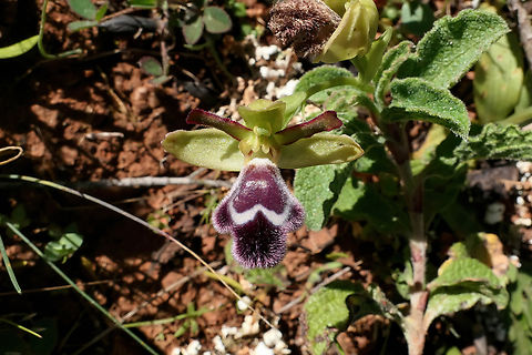 Ophrys fleischmannii (Orchidaceae) Akrotiri Peninsula, Crete. Mar 27, 2023 Geotagged,Greece,Ophrys fleischmannii,Spring