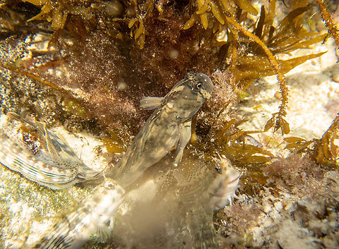 Scarface rockskipper (Istiblennius pox) Chale Island, Kenya. Mar 8, 2023 Geotagged,Istiblennius pox,Kenya,Summer