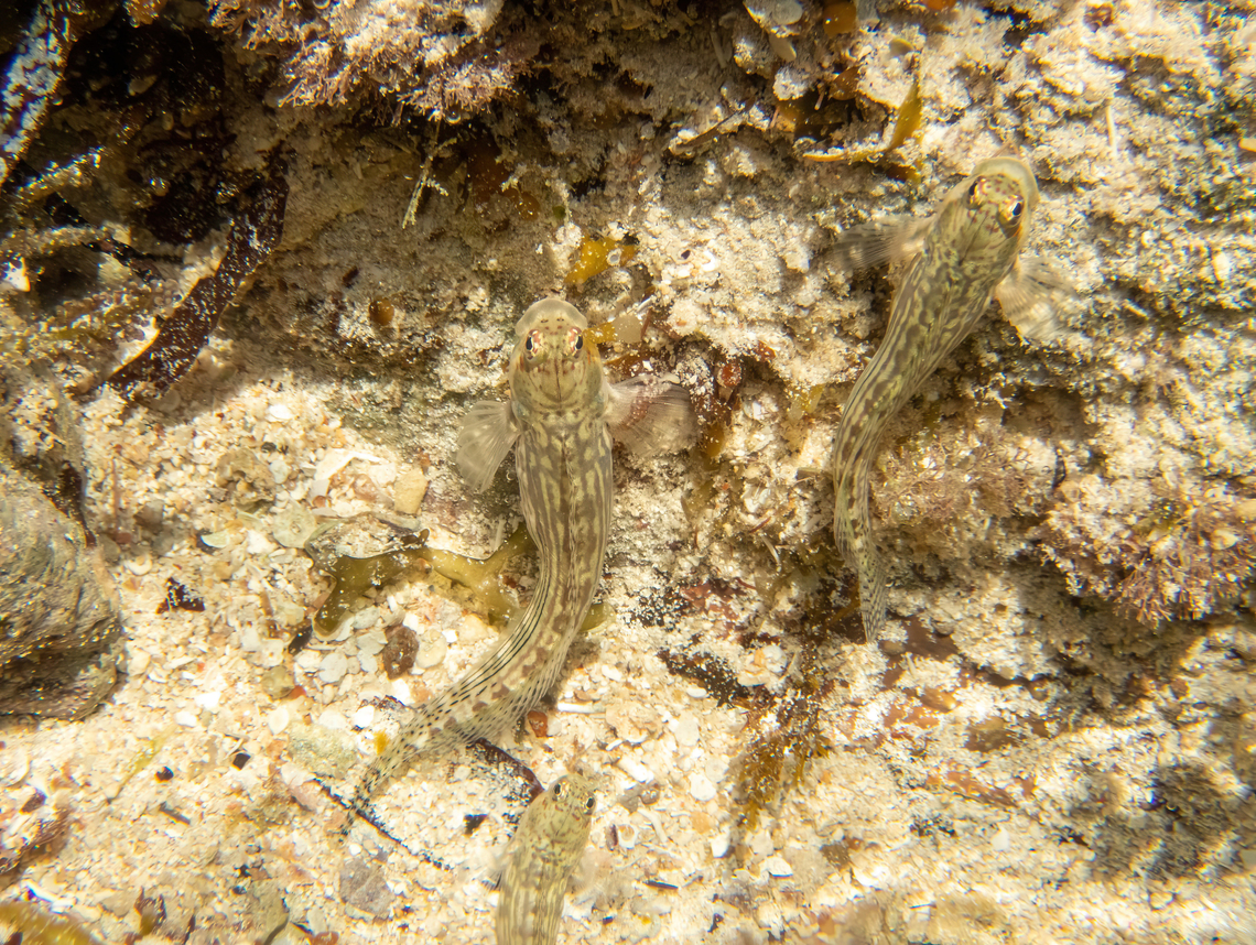Striped Rockskipper (Blenniella cyanostigma) Chale Island, Kenya. Mar 8, 2023 Blenniella cyanostigma,Geotagged,Kenya,Striped rockskipper,Summer