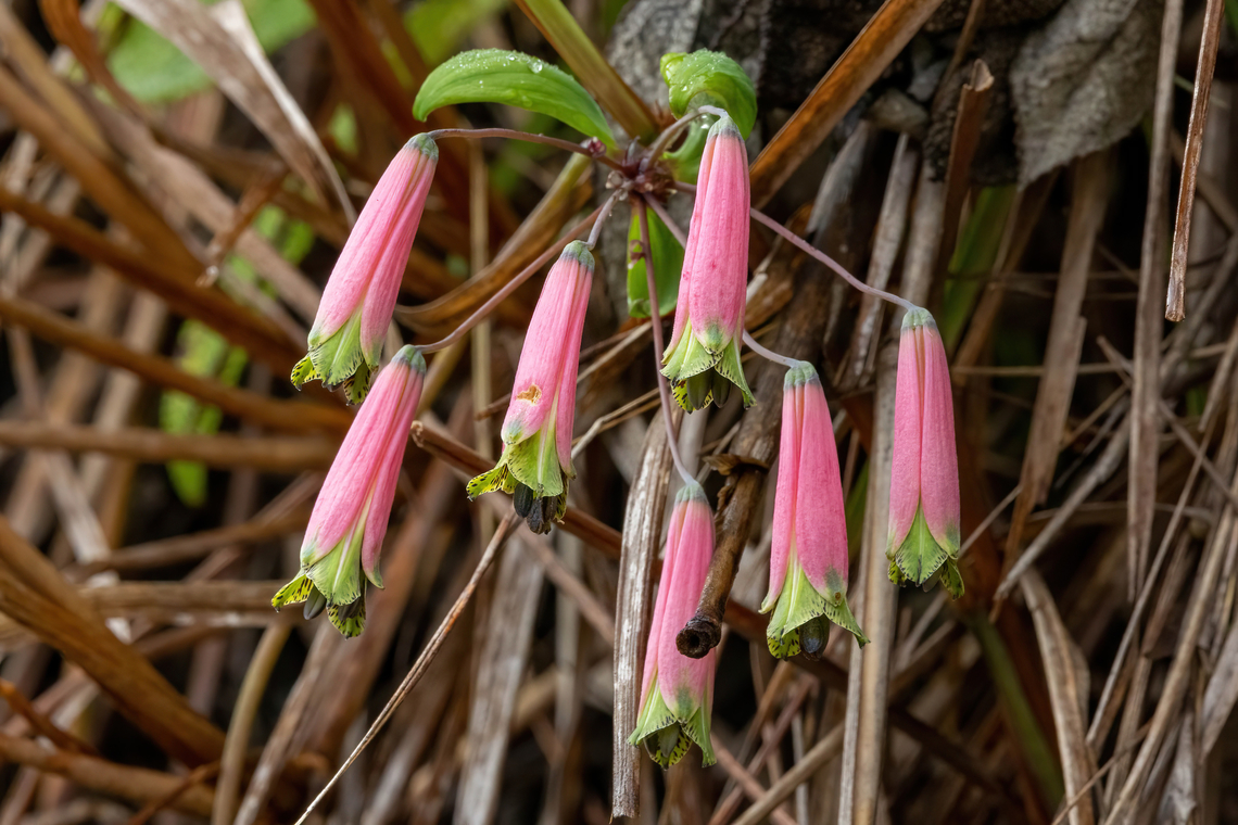 Bomarea ovata (Alstroemeriaceae) Amazilia Bioreserva, Amazonas, Peru. May 24, 2023 Bomarea ovata,Fall,Geotagged,Peru