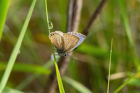 Hanno Blue (Hemiargus hanno) Amazilia Bioreserva, Amazonas, Peru. May 24, 2023 Fall,Geotagged,Hemiargus hanno,Peru