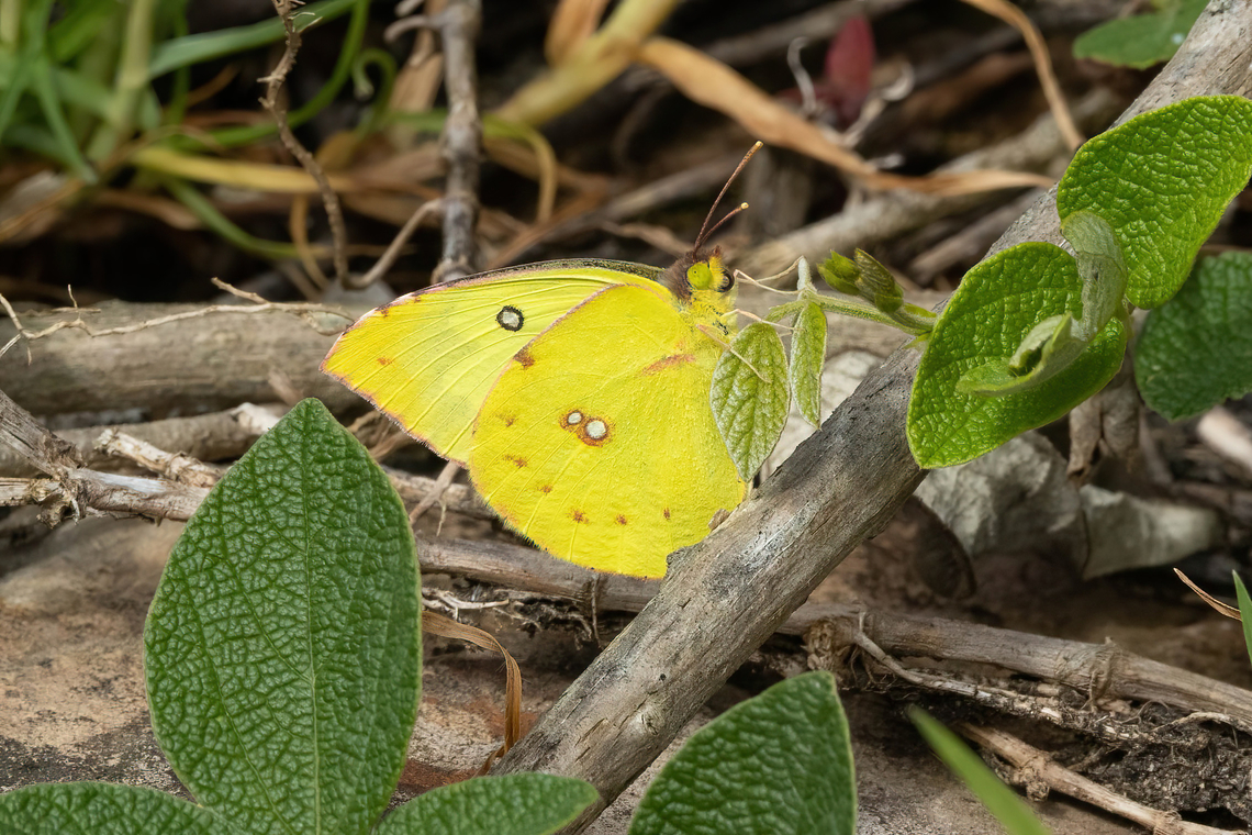 Southern Dogface (Zerene cesonia) Amazilia Bioreserva, Amazonas, Peru. May 24, 2023 Fall,Geotagged,Peru,Southern dogface,Zerene cesonia