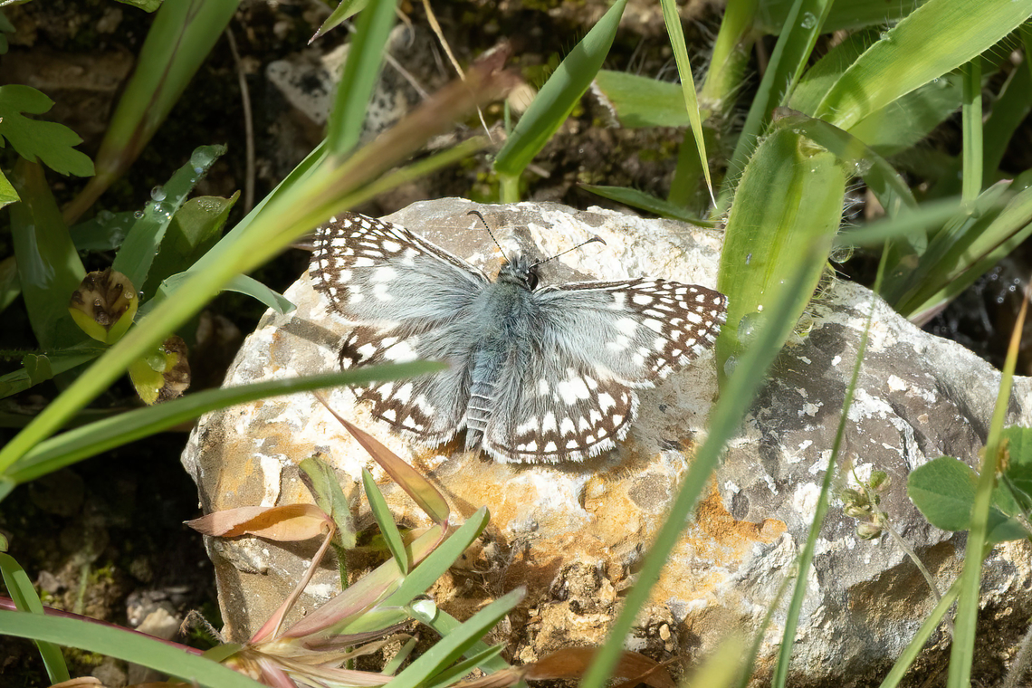 Tropical Checkered-Skipper (Burnsius oileus) Amazilia Bioreserva, Amazonas, Peru. May 24, 2023 Burnsius oileus,Fall,Geotagged,Peru,Tropical checkered skipper