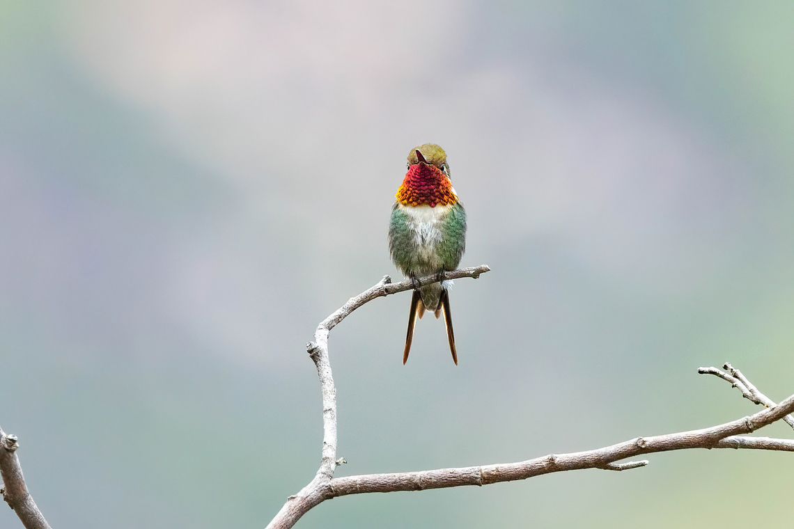 Little woodstar (Chaetocercus bombus) Amazilia Bioreserva, Amazonas, Peru. May 24, 2023 Chaetocercus bombus,Fall,Geotagged,Little woodstar,Peru