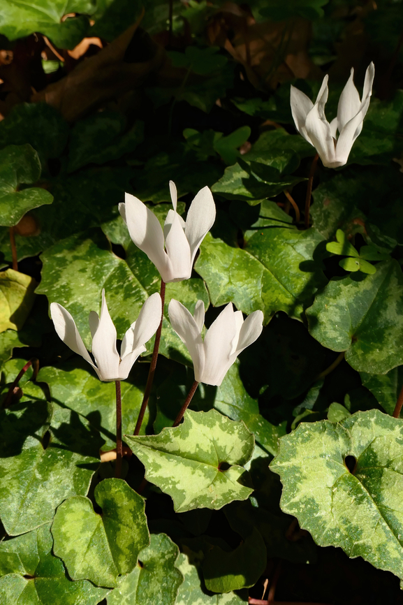 Cretan Sowbread (Cyclamen creticum) Ancient Lappa Necropolis, Crete. Mar 28, 2023 Cyclamen creticum,Geotagged,Greece,Spring