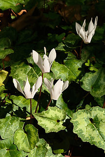 Cretan Sowbread (Cyclamen creticum) Ancient Lappa Necropolis, Crete. Mar 28, 2023 Cyclamen creticum,Geotagged,Greece,Spring