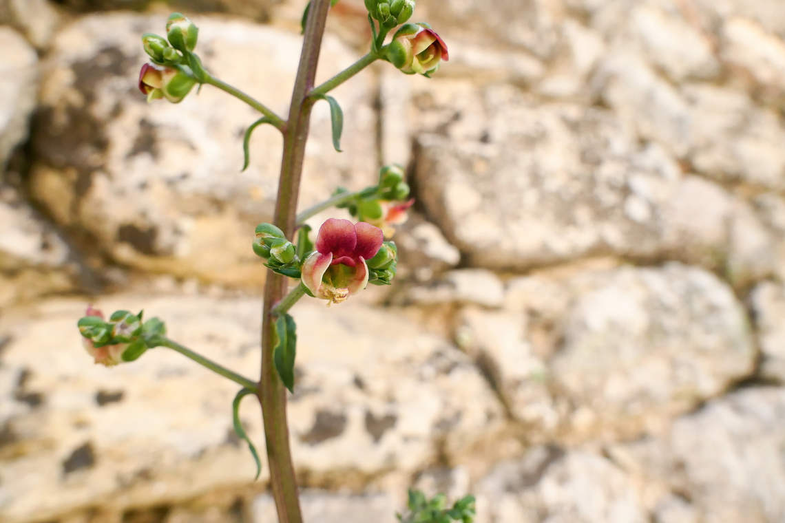 Pale Figwort (Scrophularia lucida) Argyroupoli, Crete. Mar 28, 2023 Geotagged,Greece,Pale Figwort,Scrophularia lucida,Spring
