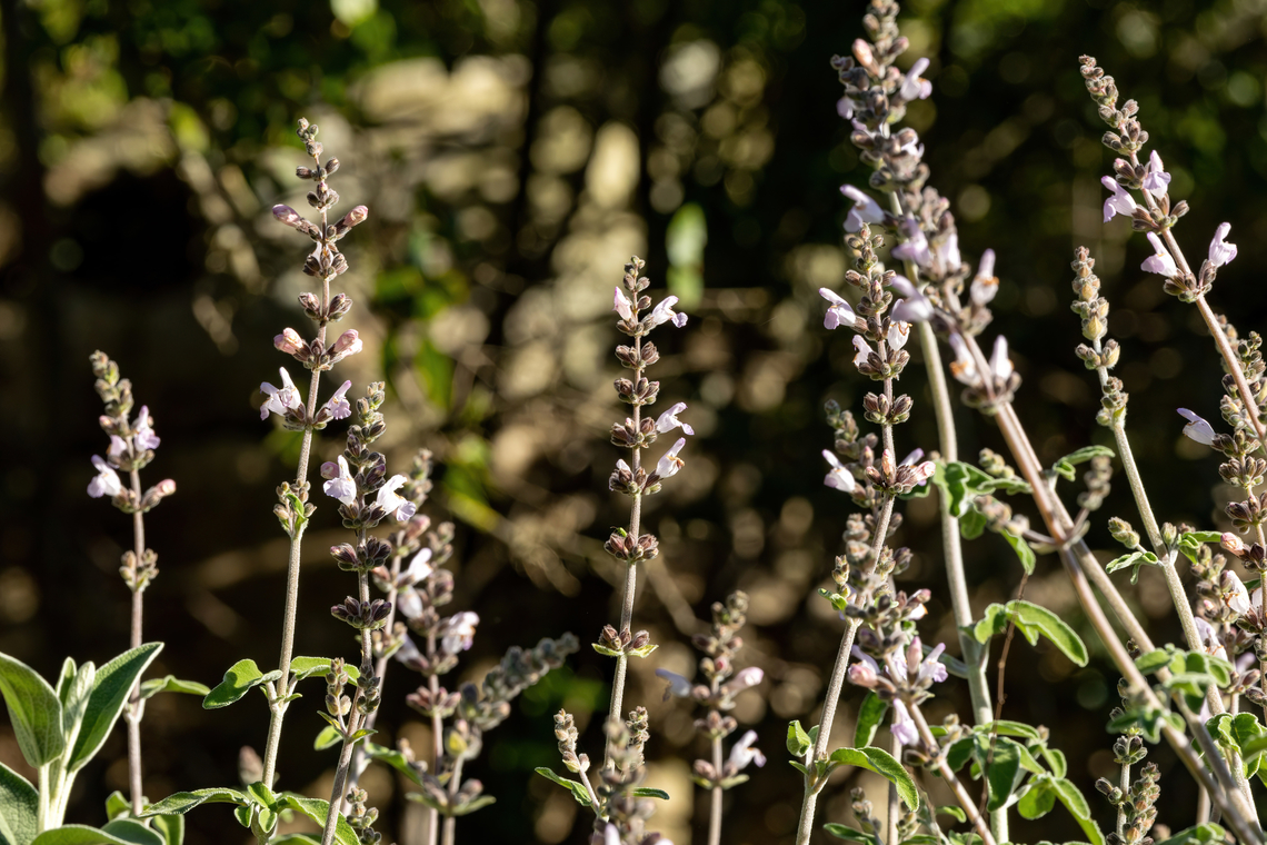 Greek Sage (Salvia fruticosa) Ancient Lappa Necropolis, Crete. Mar 28, 2023 Geotagged,Greece,Salvia fruticosa,Spring