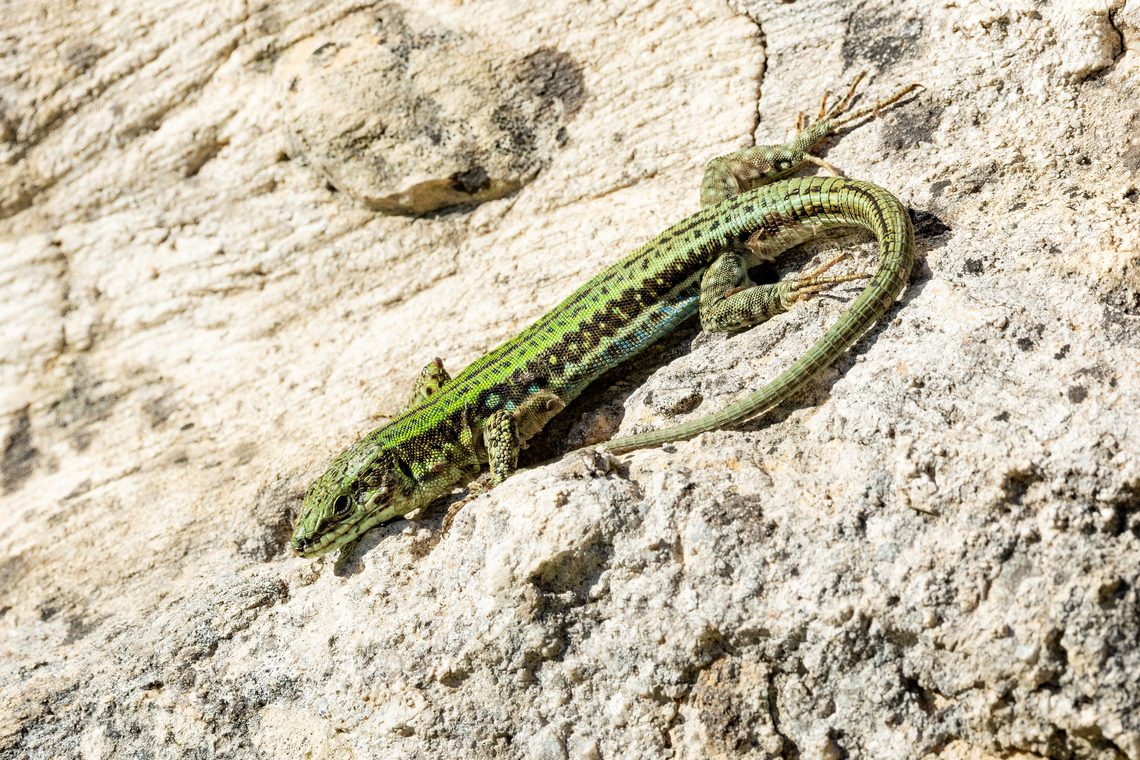 Cretan Wall Lizard (Podarcis cretensis) Ancient Lappa Necropolis, Crete. Mar 28, 2023 Cretan wall lizard,Geotagged,Greece,Podarcis cretensis,Spring