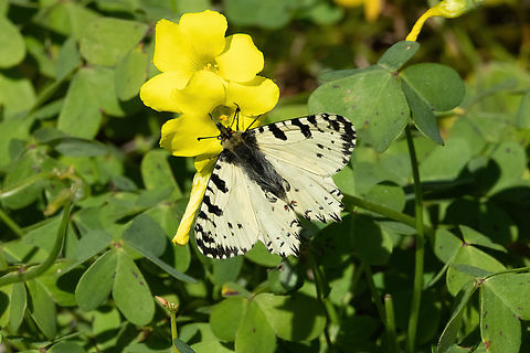 Crete Festoon (Zerynthia cretica) Ancient Lappa Necropolis, Crete. Mar 28, 2023 Crete Festoon,Geotagged,Greece,Spring,Zerynthia cretica