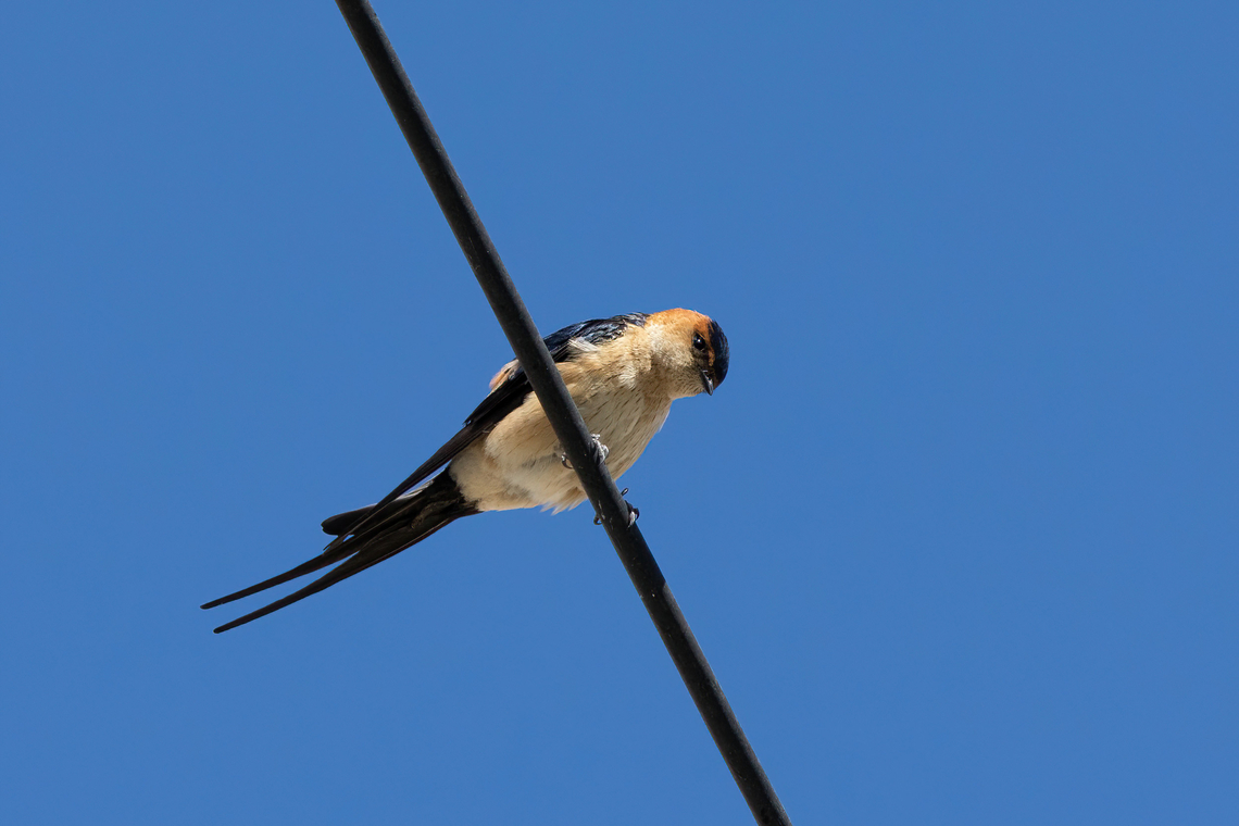Red-rumped swallow (Cecropis daurica) Argyroupoli, Crete. Mar 28, 2023 Cecropis daurica,Geotagged,Greece,Red-rumped swallow,Spring