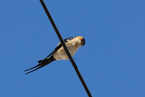 Red-rumped swallow (Cecropis daurica) Argyroupoli, Crete. Mar 28, 2023 Cecropis daurica,Geotagged,Greece,Red-rumped swallow,Spring