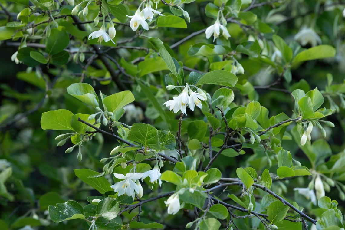 Snowdrop Bush (Styrax officinalis) Lake Kournas, Crete. Mar 28, 2023 Geotagged,Greece,Spring,Styrax officinalis