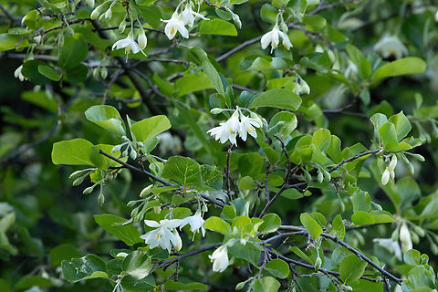 Snowdrop Bush (Styrax officinalis) Lake Kournas, Crete. Mar 28, 2023 Geotagged,Greece,Spring,Styrax officinalis