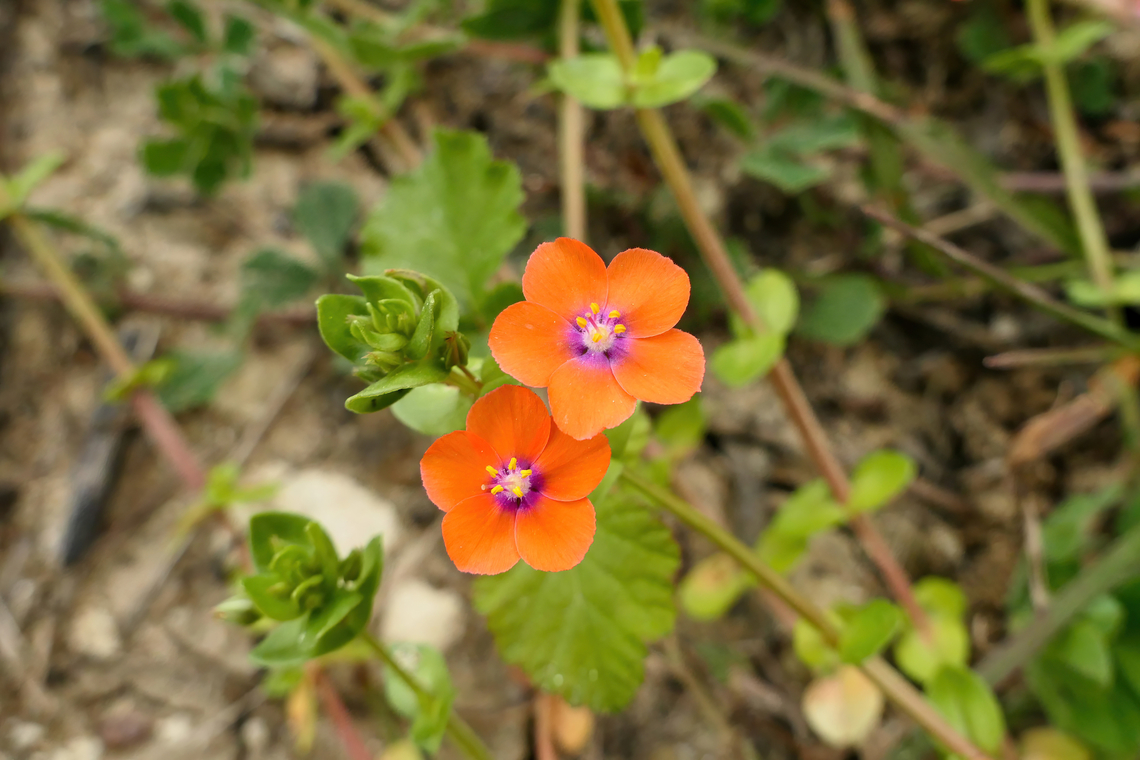 Scarlet Pimpernel (Lysimachia arvensis) Lake Kournas, Crete. Mar 28, 2023 Anagallis arvensis,Geotagged,Greece,Scarlet pimpernel,Spring