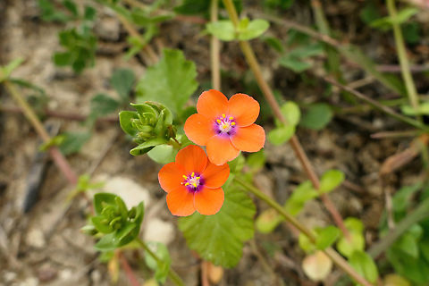 Scarlet Pimpernel (Lysimachia arvensis) Lake Kournas, Crete. Mar 28, 2023 Anagallis arvensis,Geotagged,Greece,Scarlet pimpernel,Spring