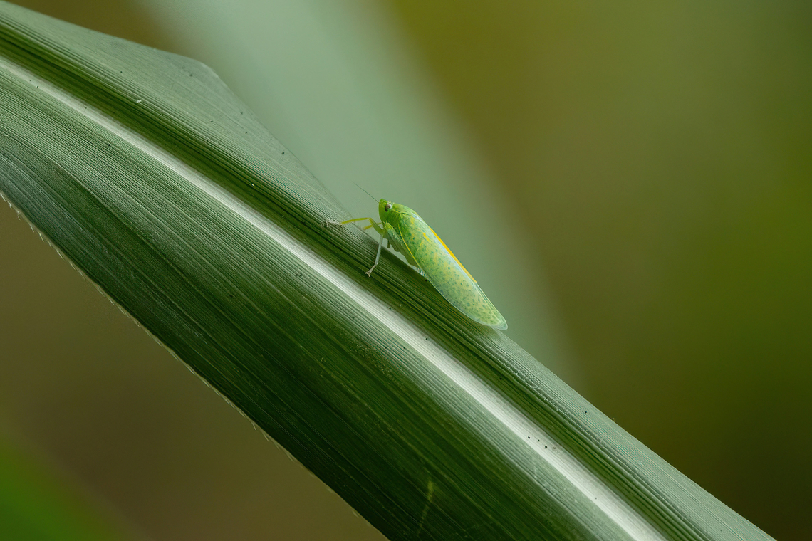 Onega bracteata (Cicadellidae) Amazilia Bioreserva, Amazonas, Peru. Jun 4, 2023 Fall,Geotagged,Onega bracteata,Peru