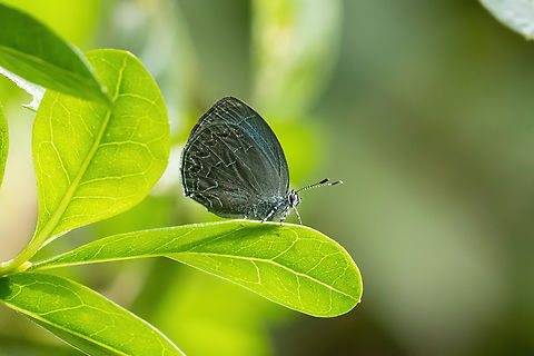 Timaeta roberti (Lycaenidae) Amazilia Bioreserva, Amazonas, Peru. Jun 4, 2023 Fall,Geotagged,Peru,Timaeta roberti