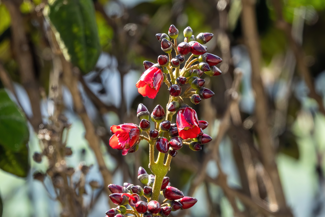 Meriania tetragona (Melastomataceae) Abra Barro Negro, Amazonas, Peru. Jun 1, 2023 Fall,Geotagged,Meriania tetragona,Peru