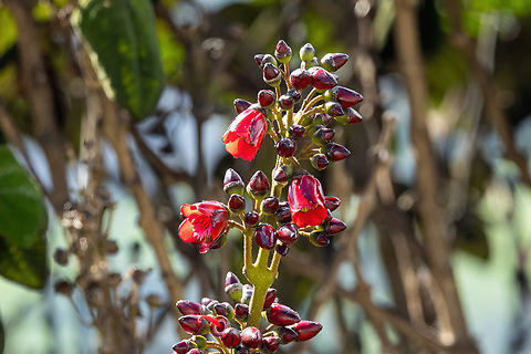 Meriania tetragona (Melastomataceae) Abra Barro Negro, Amazonas, Peru. Jun 1, 2023 Fall,Geotagged,Meriania tetragona,Peru