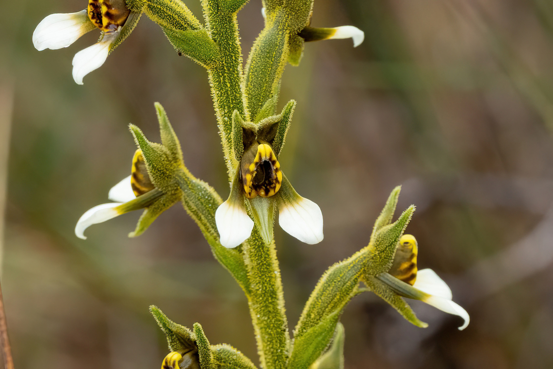 Pterichis leucoptera (Orchidaceae) Abra Barro Negro, Amazonas, Peru. Jun 1, 2023 Fall,Geotagged,Peru,Pterichis leucoptera