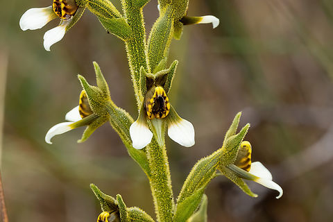 Pterichis leucoptera