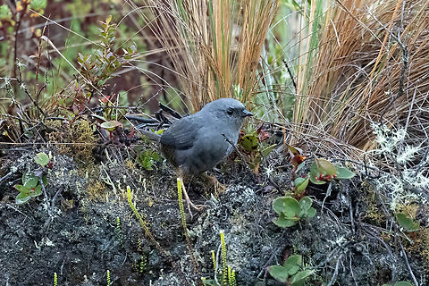 Neblina tapaculo (Scytalopus altirostris) Bosque de Unchog, Huanuco, Peru. Apr 28, 2023 Fall,Geotagged,Neblina tapaculo,Peru,Scytalopus altirostris