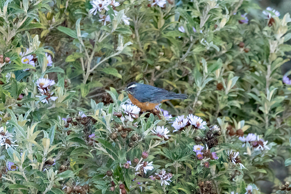 White-browed Conebill (Conirostrum ferrugineiventre) Bosque de Unchog, Huanuco, Peru. Apr 28, 2023 Conirostrum ferrugineiventre,Fall,Geotagged,Peru,White-browed conebill