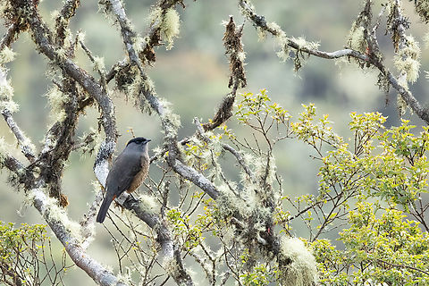 Bay-vented cotinga (Doliornis sclateri) - habitat shot Bosque de Unchog, Huanuco, Peru. Apr 28, 2023 Bay-vented cotinga,Doliornis sclateri,Fall,Geotagged,Peru
