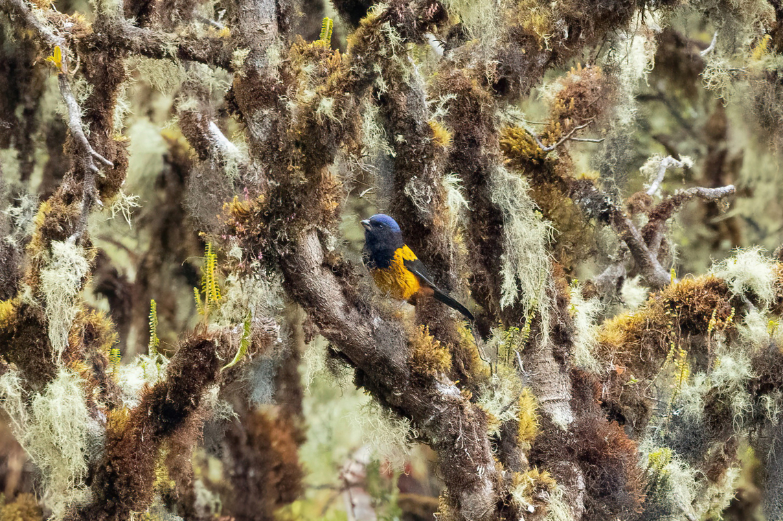 Golden-backed Mountain-Tanager (Cnemathraupis aureodorsalis) Bosque de Unchog, Huanuco, Peru. Apr 28, 2023 Cnemathraupis aureodorsalis,Fall,Geotagged,Golden-backed mountain tanager,Peru
