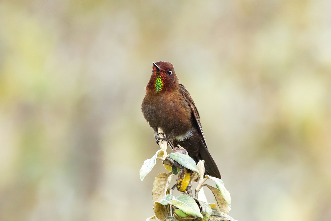 Coppery metaltail (Metallura theresiae) Bosque de Unchog, Huanuco, Peru. Apr 28, 2023 Coppery metaltail,Fall,Geotagged,Metallura theresiae,Peru