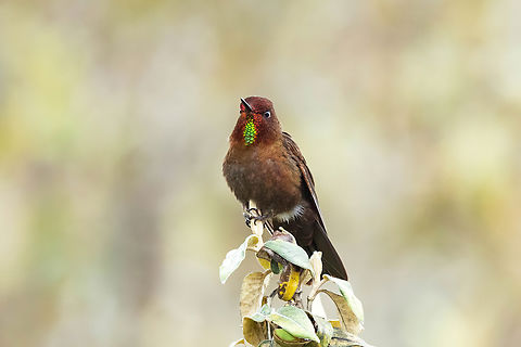 Coppery metaltail (Metallura theresiae) Bosque de Unchog, Huanuco, Peru. Apr 28, 2023 Coppery metaltail,Fall,Geotagged,Metallura theresiae,Peru