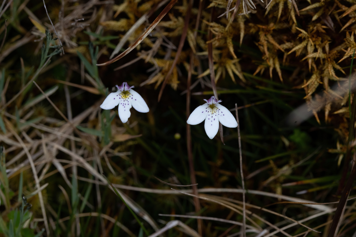 Lysipomia brachysiphonia (Campanulaceae) Bosque de Unchog, Huanuco, Peru. Apr 27, 2023 Fall,Geotagged,Lysipomia brachysiphonia,Peru
