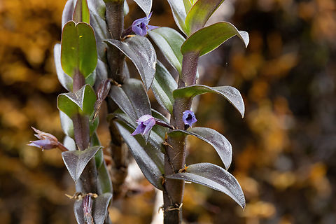 Maxillaria haemathodes
