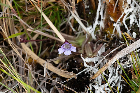 Pinguicula involuta (Lentibulariaceae) Bosque de Unchog, Huanuco, Peru. Apr 27, 2023 Fall,Geotagged,Peru,Pinguicula involuta
