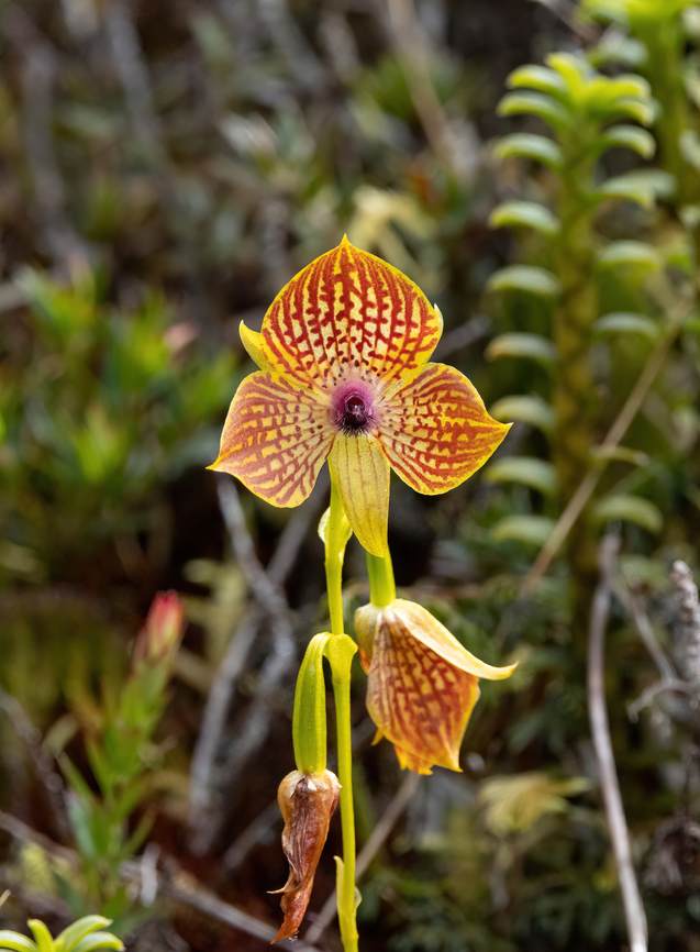 Telipogon boissierianus (Orchidaceae) Bosque de Unchog, Huanuco, Peru. Apr 27, 2023 Fall,Geotagged,Peru,Telipogon boissierianus