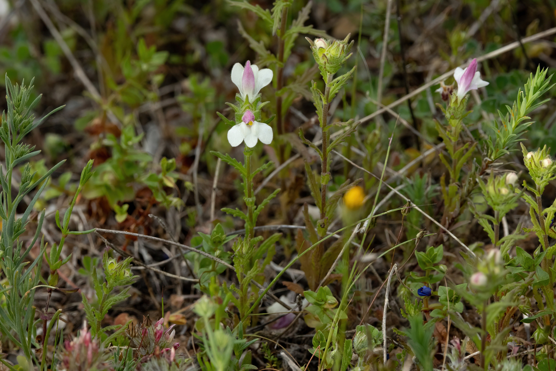Mediterranean Lineseed (Bellardia trixago) Vasiliki, Crete. Mar 29, 2023 Bellardia  trixago,Bellardia trixago,Geotagged,Greece,Spring